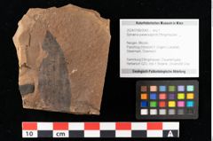 Foto (Objekt + Etikett) von Sphaeria palaeosapindi Ettingshausen (NHMW-GEO-2024-0188-0043)